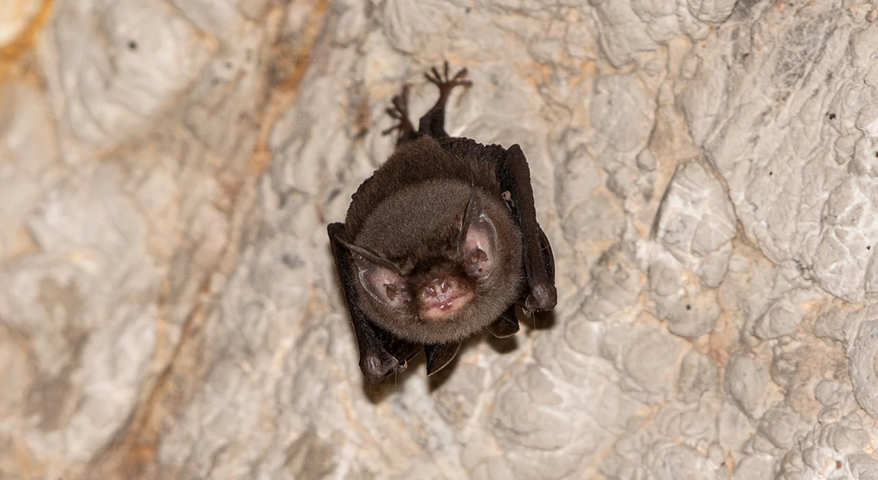 Pig-nosed bat (Craseonycteris thonglongyai)