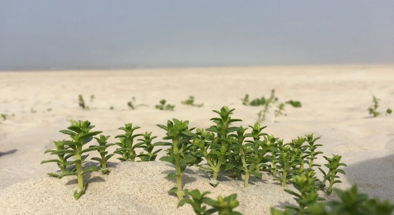 Уникальный белый песок и растения на пляже в Лиепае