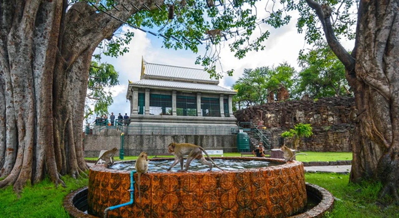 Обезьяны Храма Сан Пхра Кан, Лопбури, Таиланд