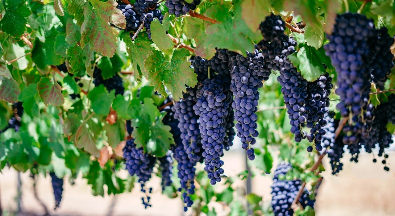 Виноградники западной Австралии