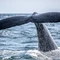Где посмотреть на китов в России?