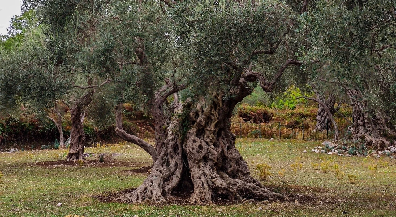 Старая олива - ботаническая достопримечательность Бара