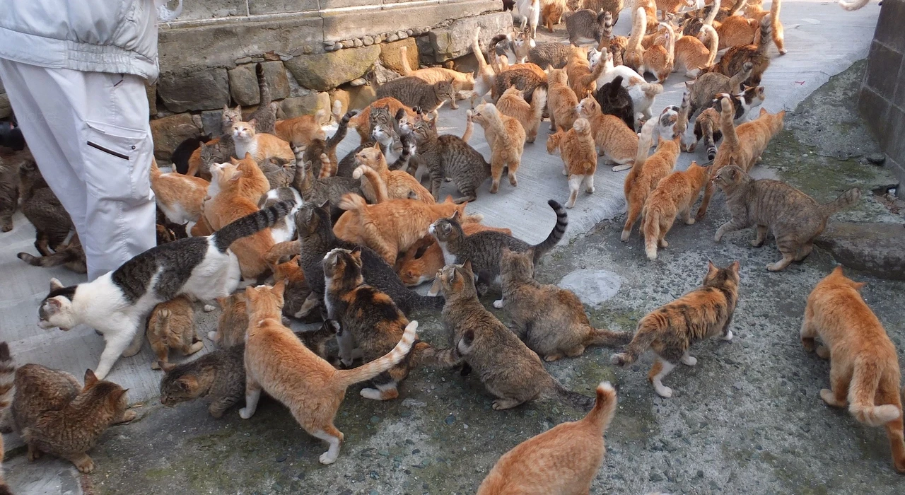 Кошки на Аосиме, Япония
