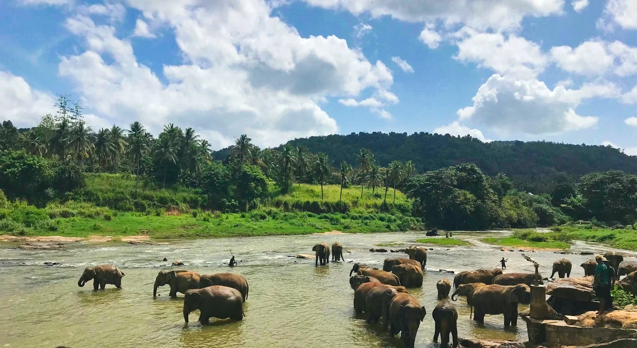 Слоны в Шри–Ланке