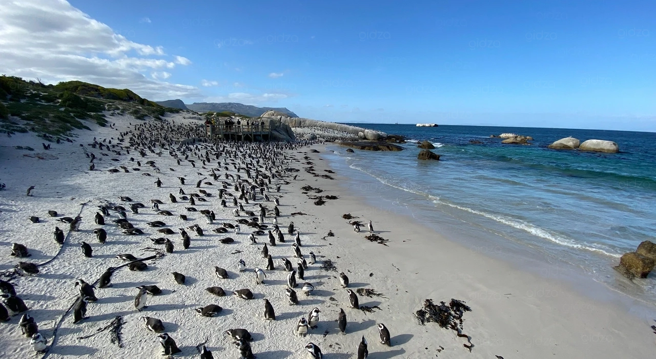 Множество пингвинов на пляже Болдерс, ЮАР