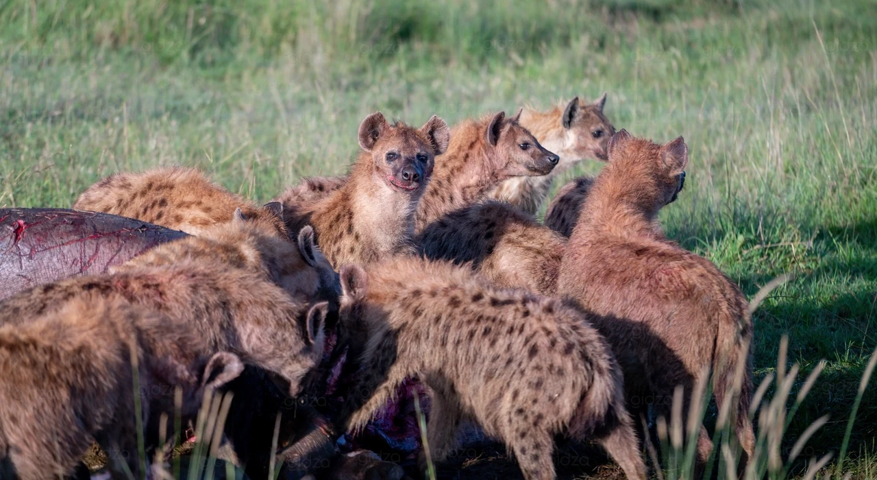 Гиены ужинают гиппопотамом в Кении