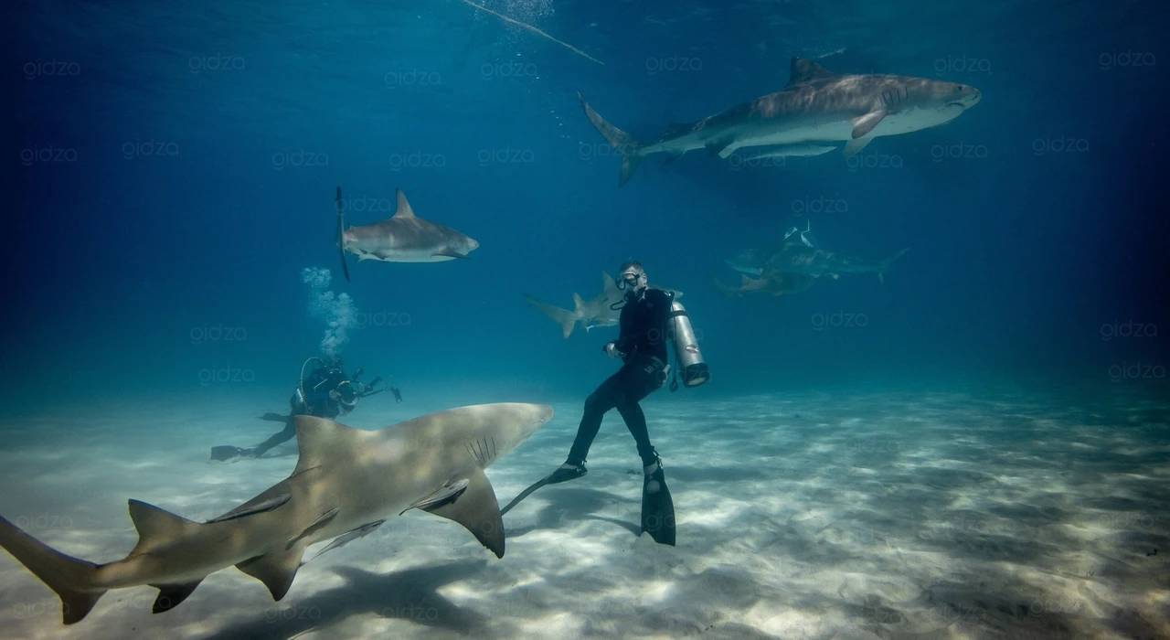 Дайвинг с акулами на Багамах