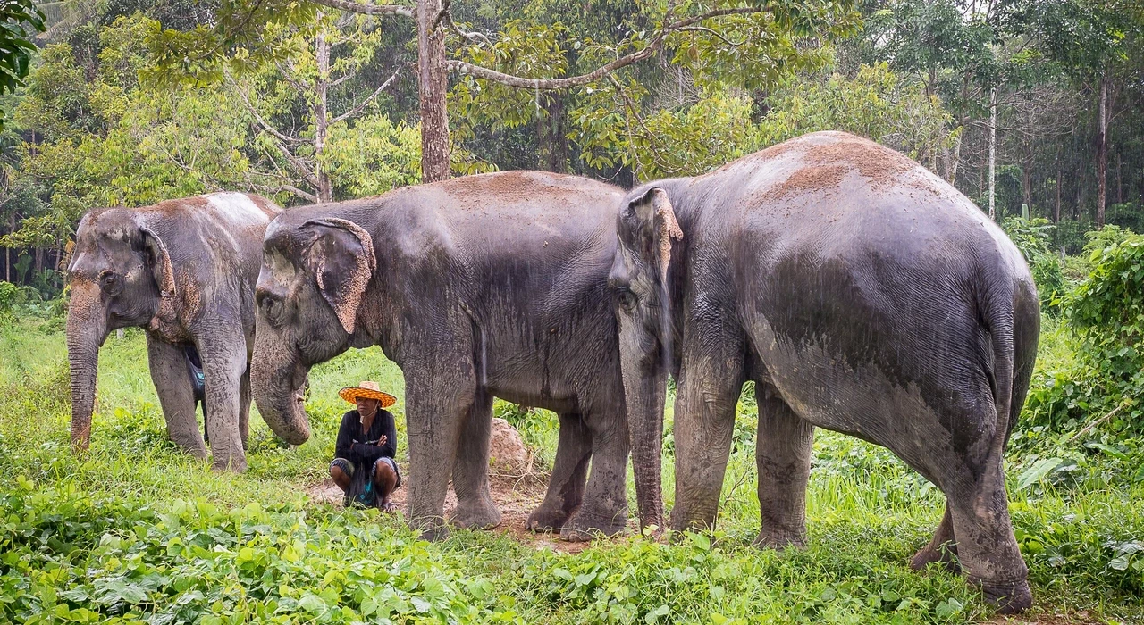 Слоновий заповедник на Пхукете (Phuket Elephant Sanctuary)