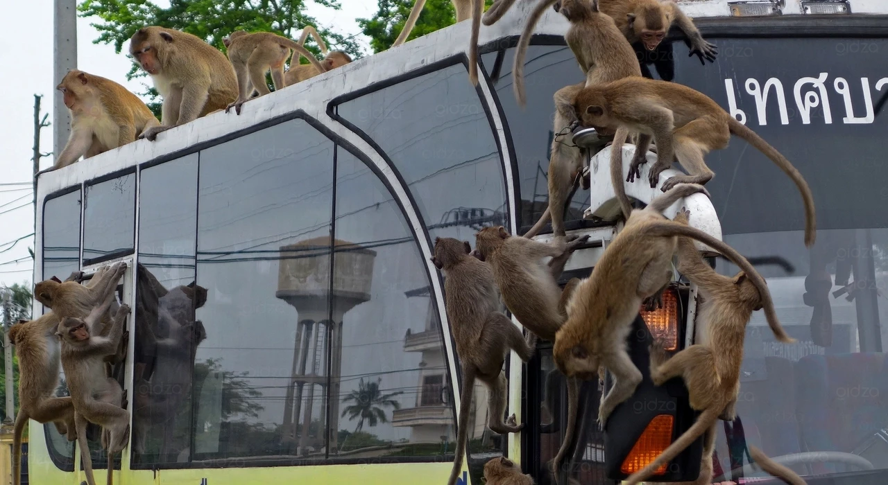 Обезьяны в Лопбури «оккупируют» туристический автобус